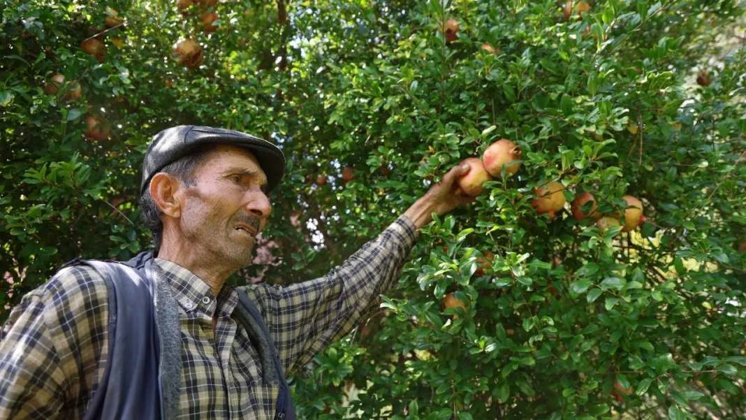 Adana'nın Tescilli Kuytucak Narında Rekolteyi Don Vurdu! Fiyatlar Uçtu 5